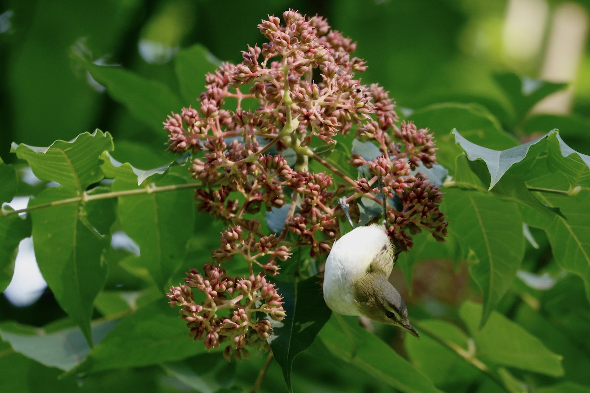 Red-eyed Vireo - ML642253894