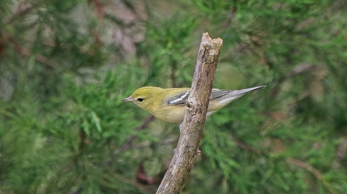Bay-breasted Warbler - ML642253906