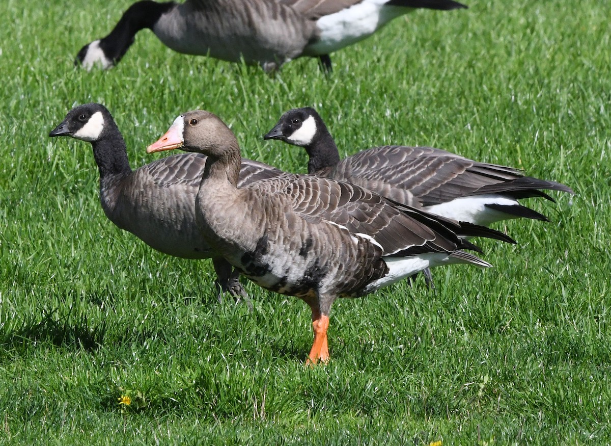 Greater White-fronted Goose - ML642253917