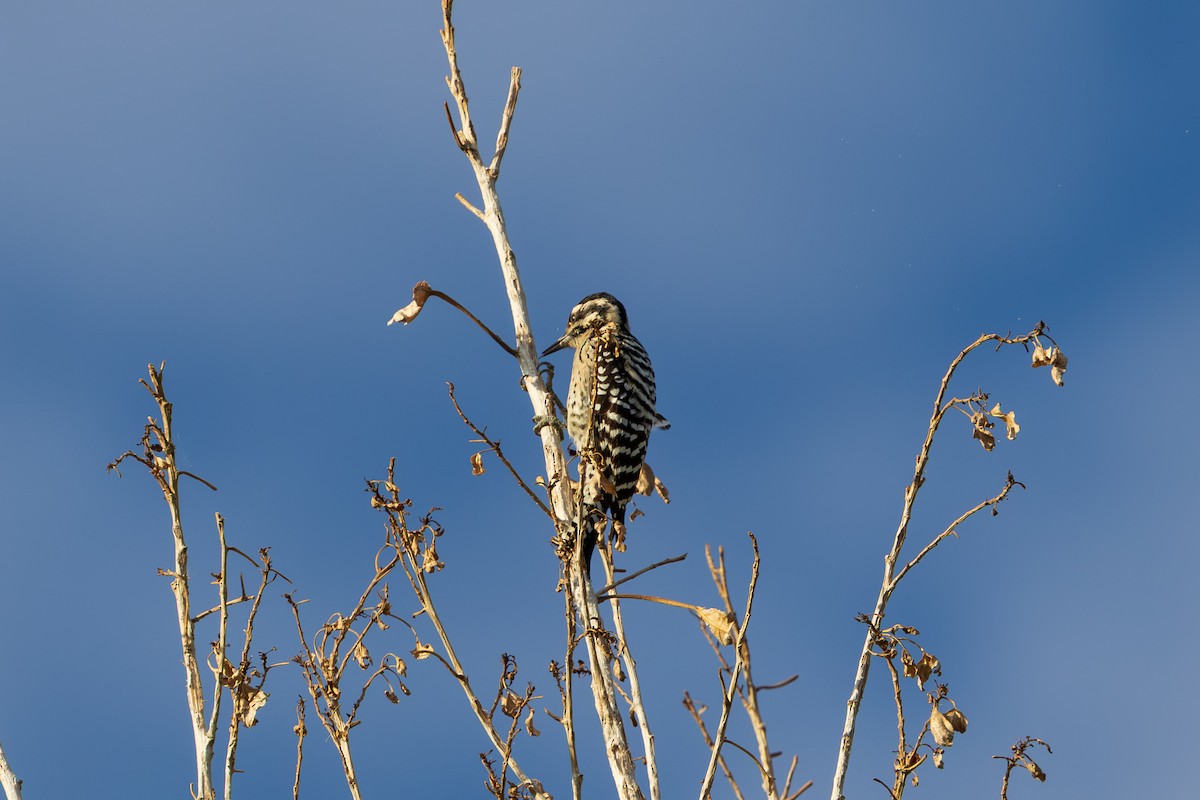 Ladder-backed Woodpecker - ML642253922