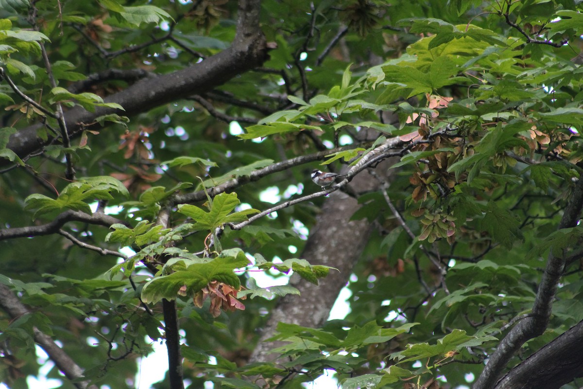 Chestnut-backed Chickadee - ML642253928