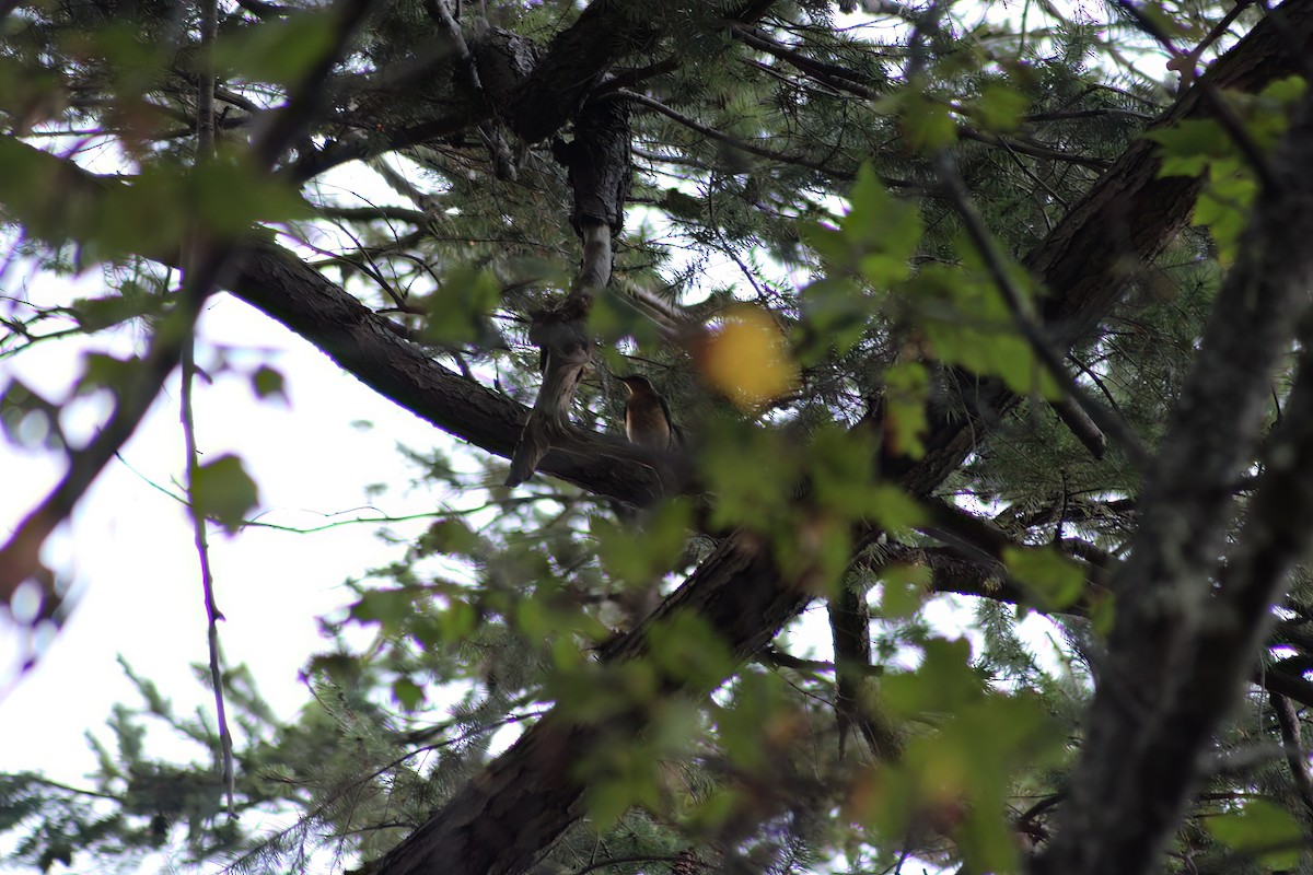 Varied Thrush - ML642253932