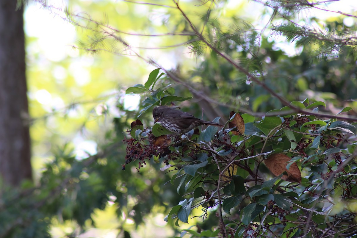 Fox Sparrow - ML642253940