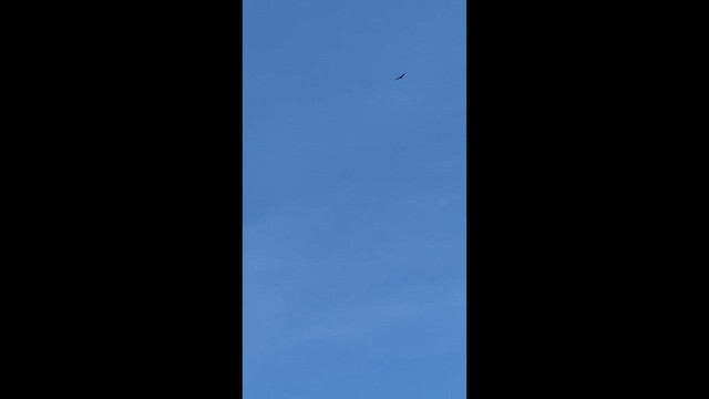 Black Vulture - ML642253945