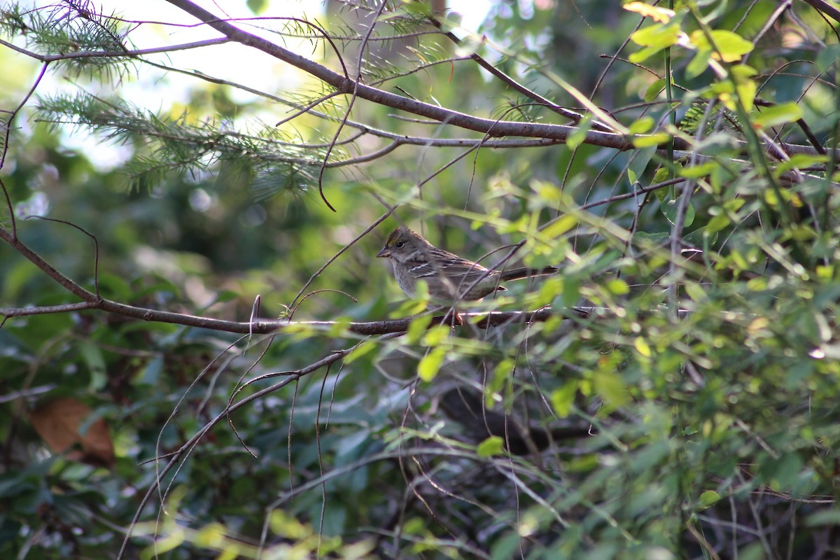 Golden-crowned Sparrow - ML642253955