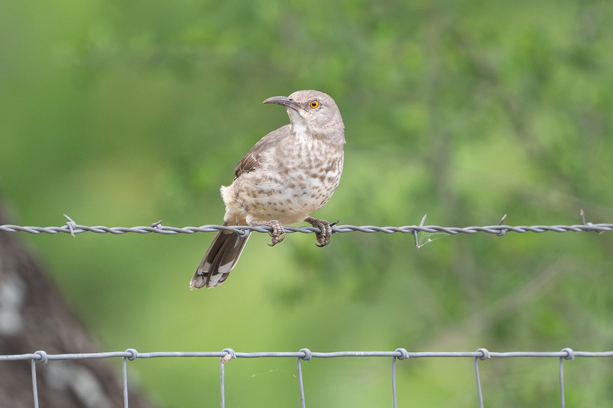Curve-billed Thrasher - ML642253962