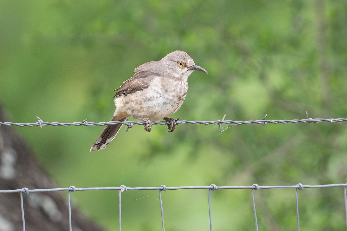 Curve-billed Thrasher - ML642253963