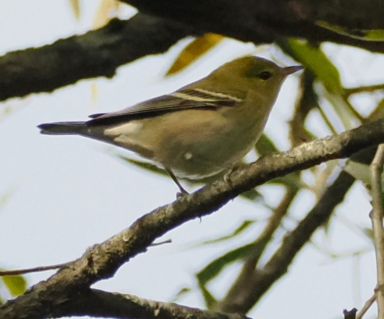 Bay-breasted Warbler - ML642253974