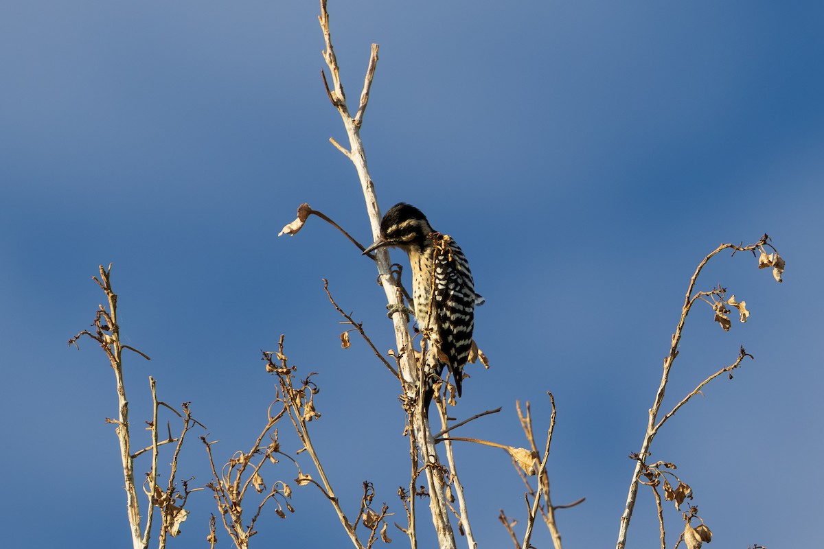 Ladder-backed Woodpecker - ML642254030
