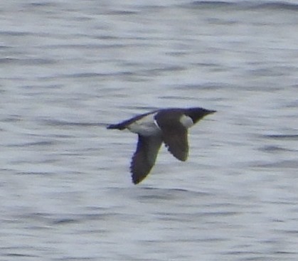 Ancient Murrelet - ML642254048
