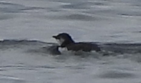 Ancient Murrelet - ML642254050