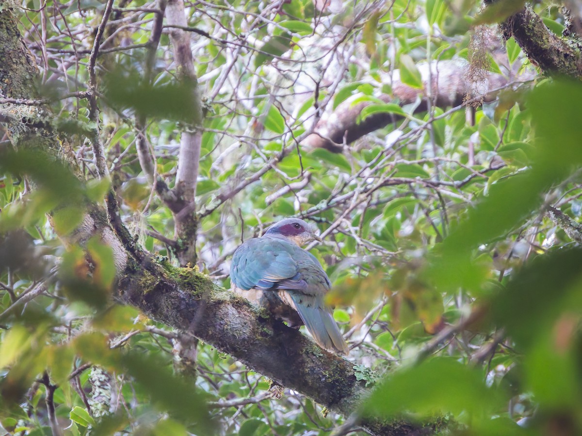 Red-eared Fruit-Dove (Red-eared) - ML642254089
