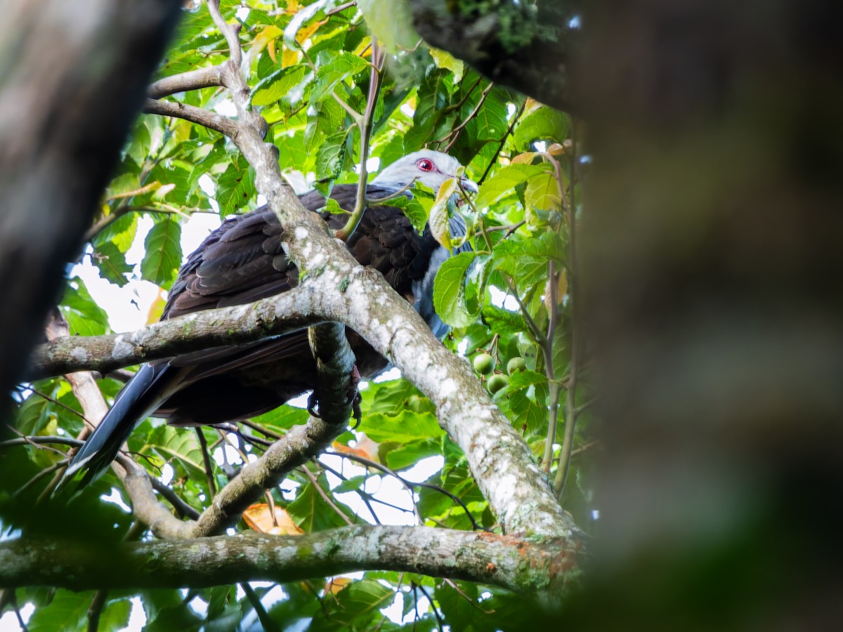 Sombre Pigeon - ML642254098