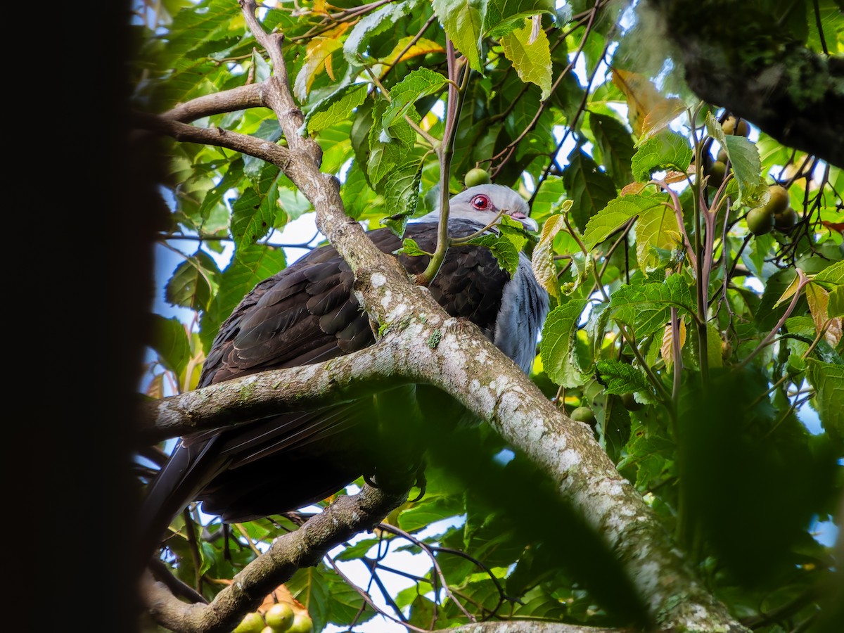 Sombre Pigeon - ML642254099