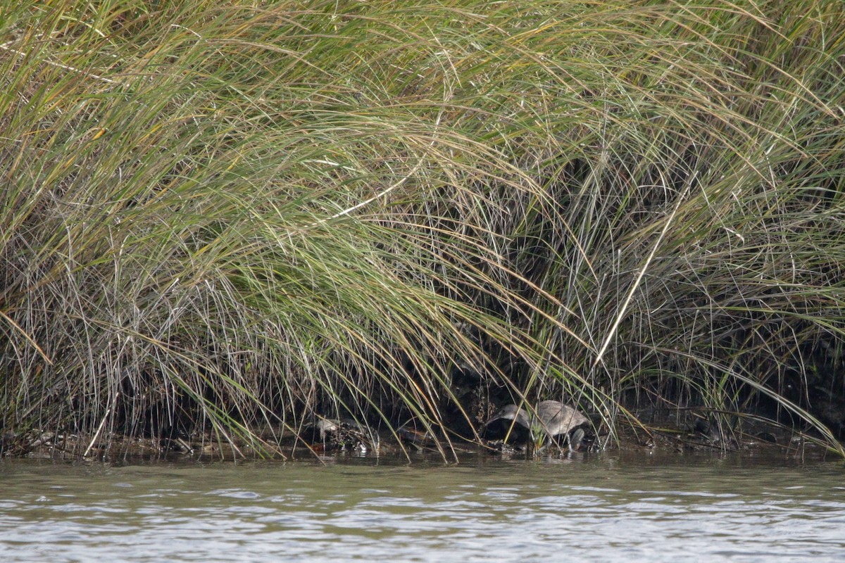 Clapper Rail - ML642254103