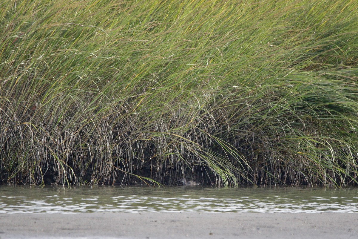 Clapper Rail - ML642254104