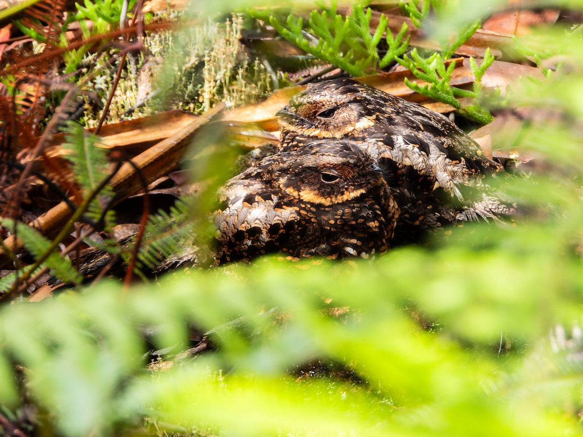 Diabolical Nightjar - ML642254105