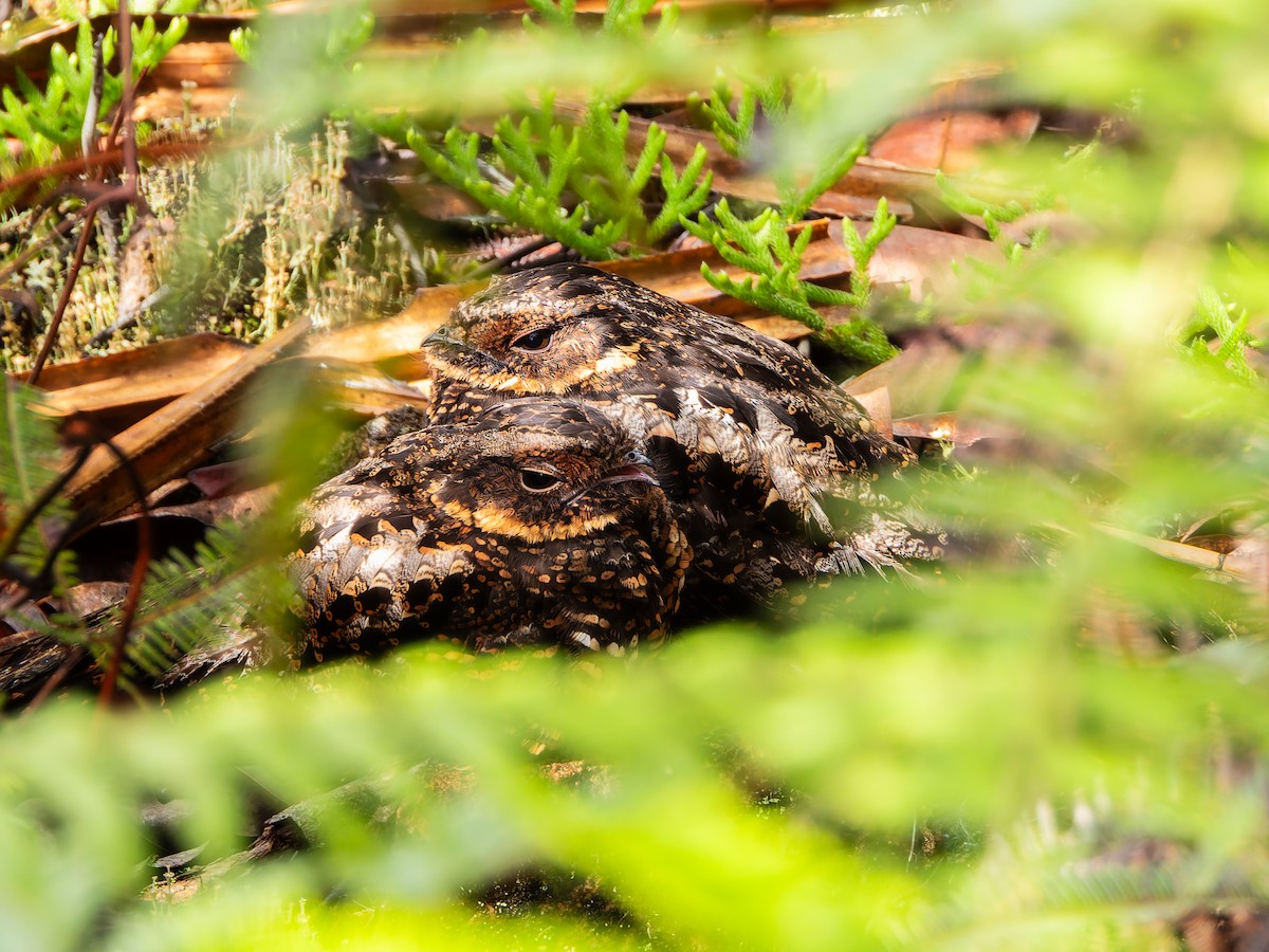 Diabolical Nightjar - ML642254106