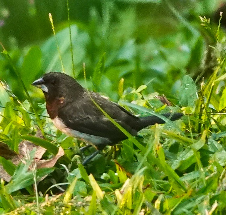 Javan Munia - ML642254112