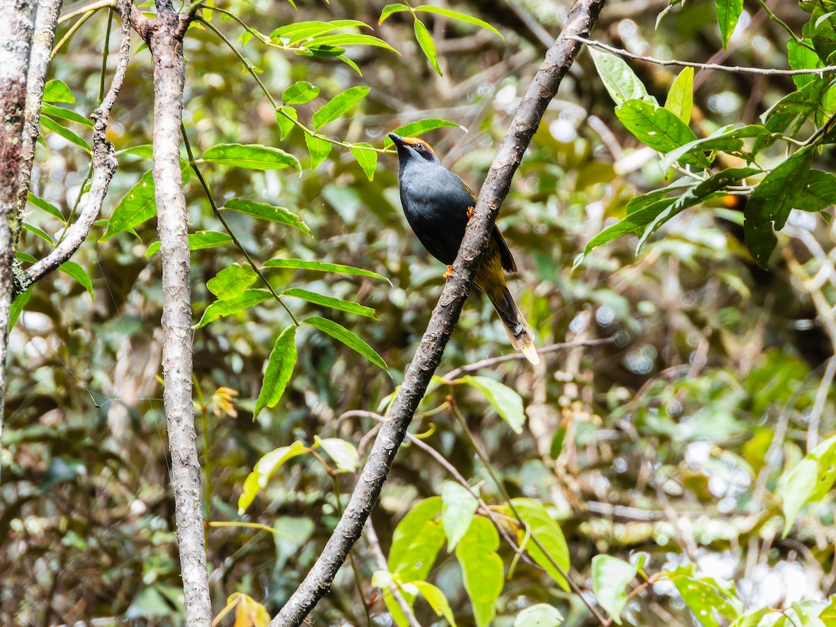 アカマユムクドリ - ML642254115