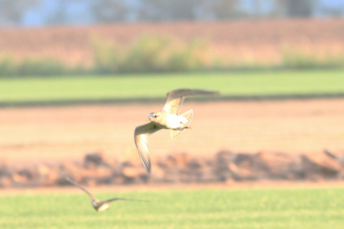 American Golden-Plover - ML642254133