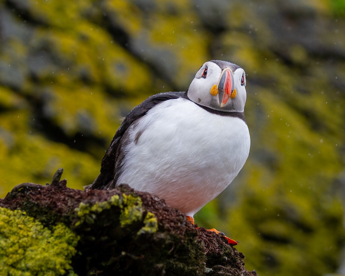 Atlantic Puffin - ML642254146