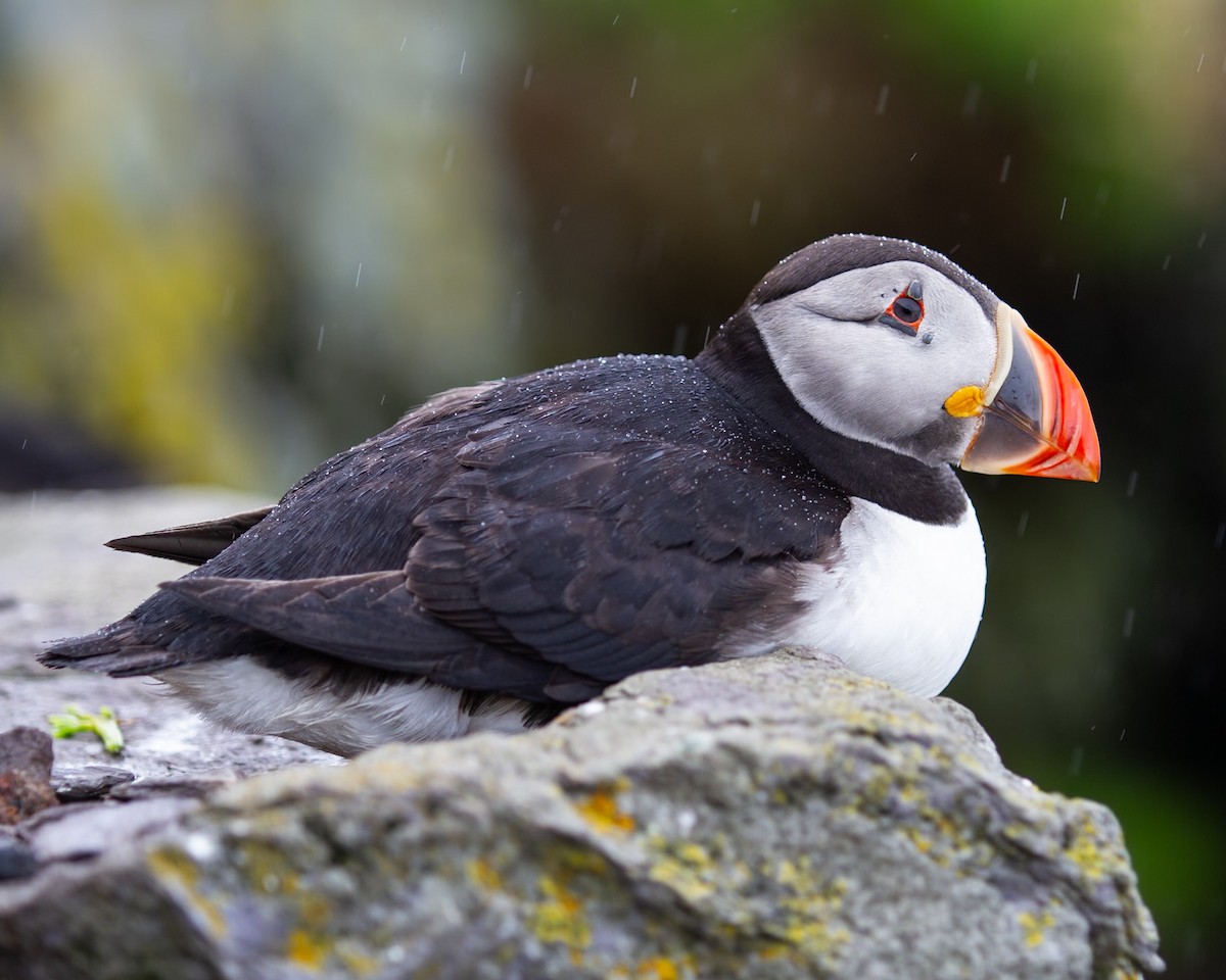 Atlantic Puffin - ML642254154