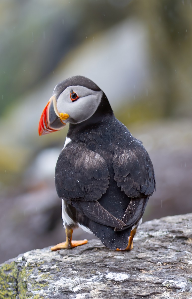 Atlantic Puffin - ML642254157