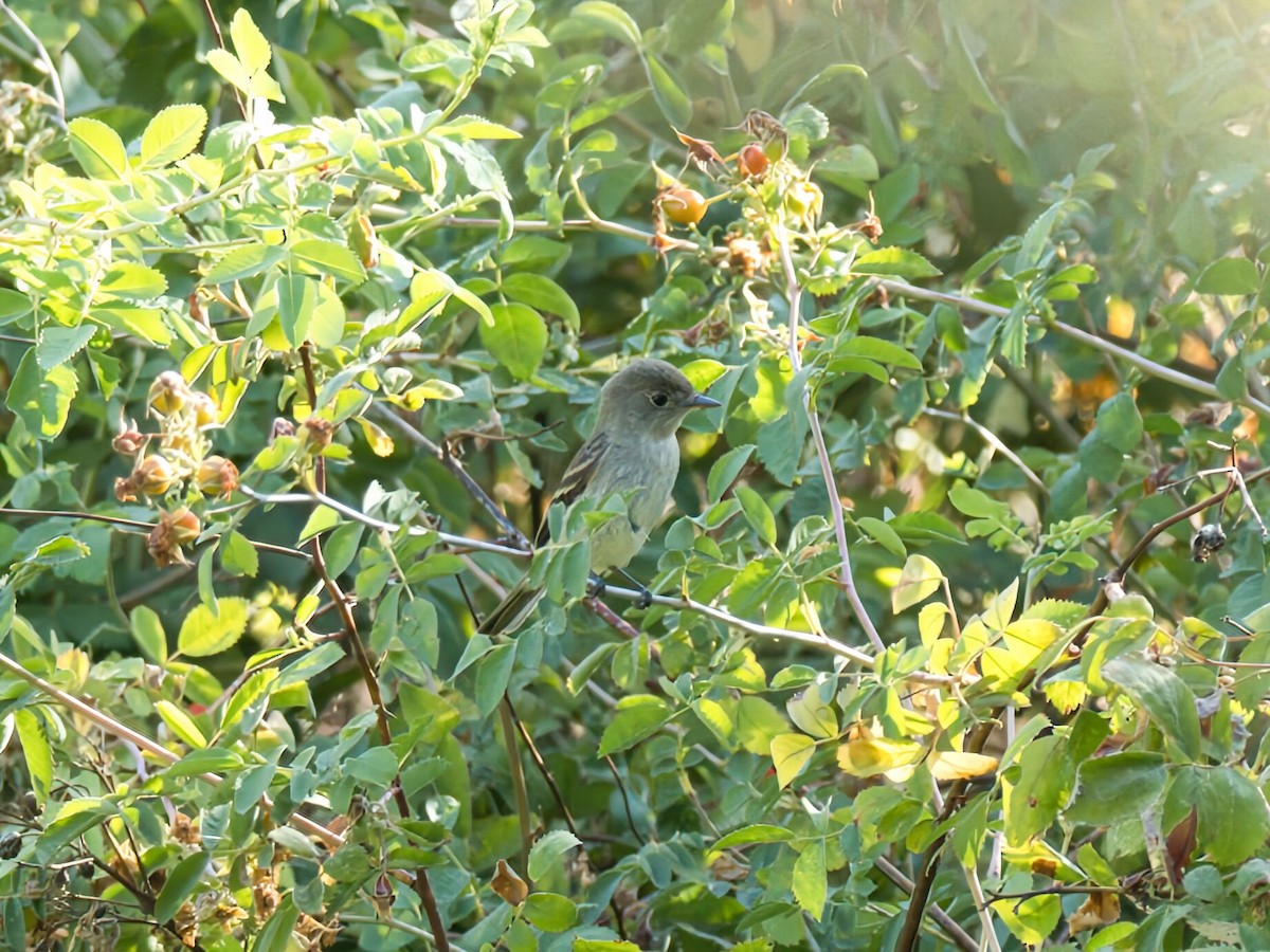 Willow Flycatcher - ML642254161