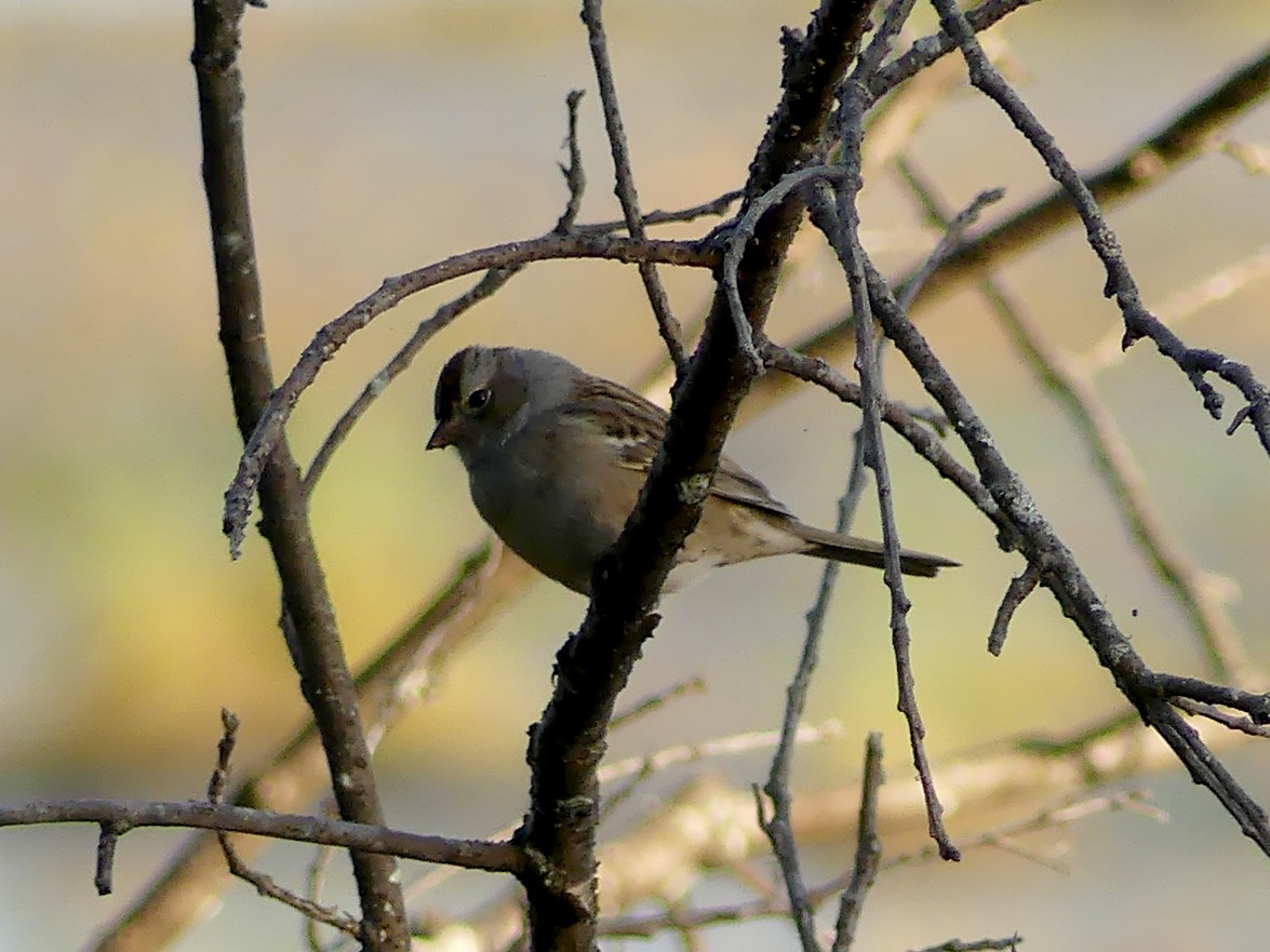 White-crowned Sparrow - ML642254167