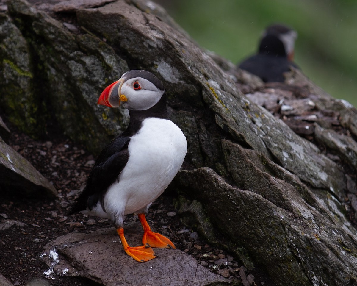 Atlantic Puffin - ML642254177