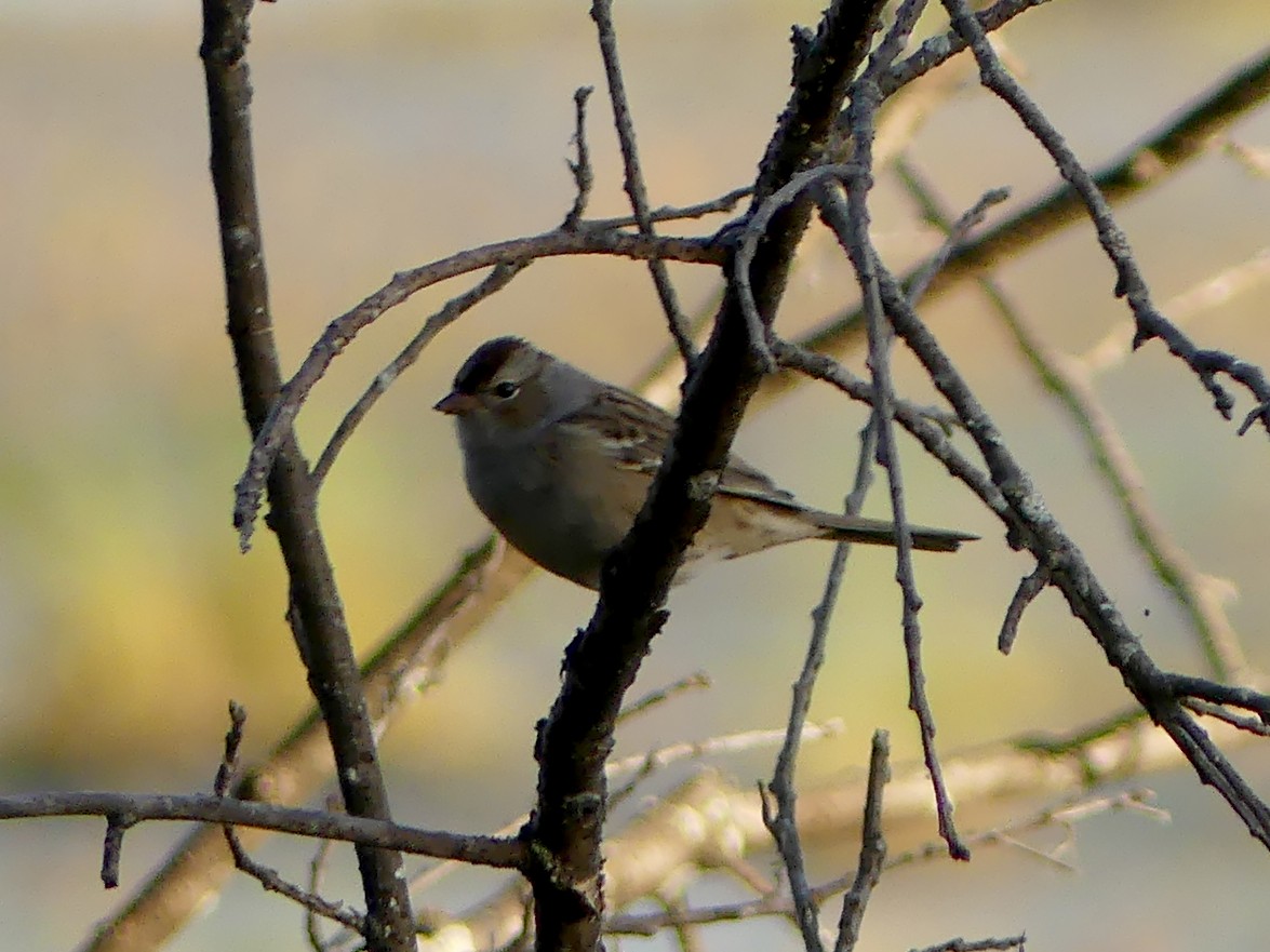 White-crowned Sparrow - ML642254182
