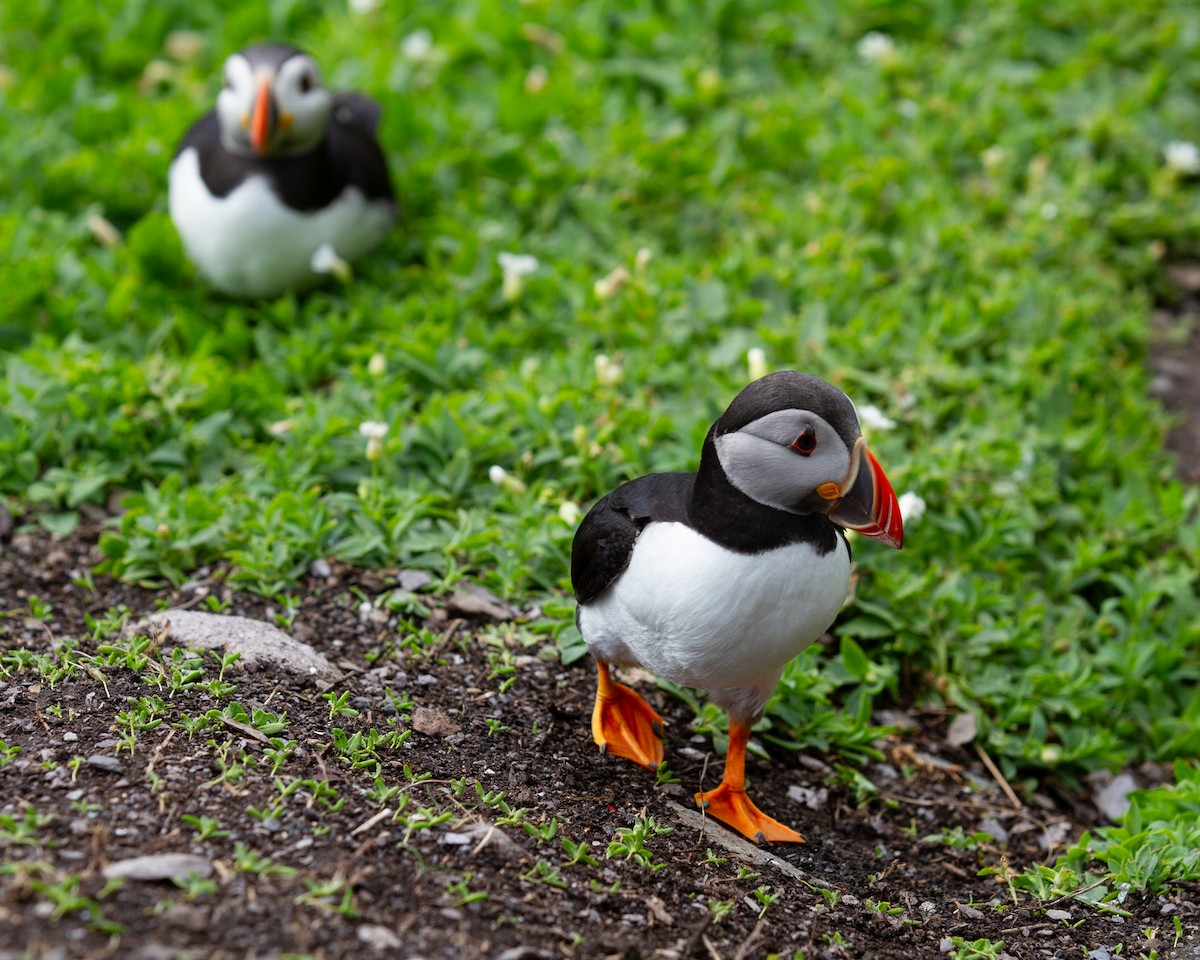 Atlantic Puffin - ML642254183
