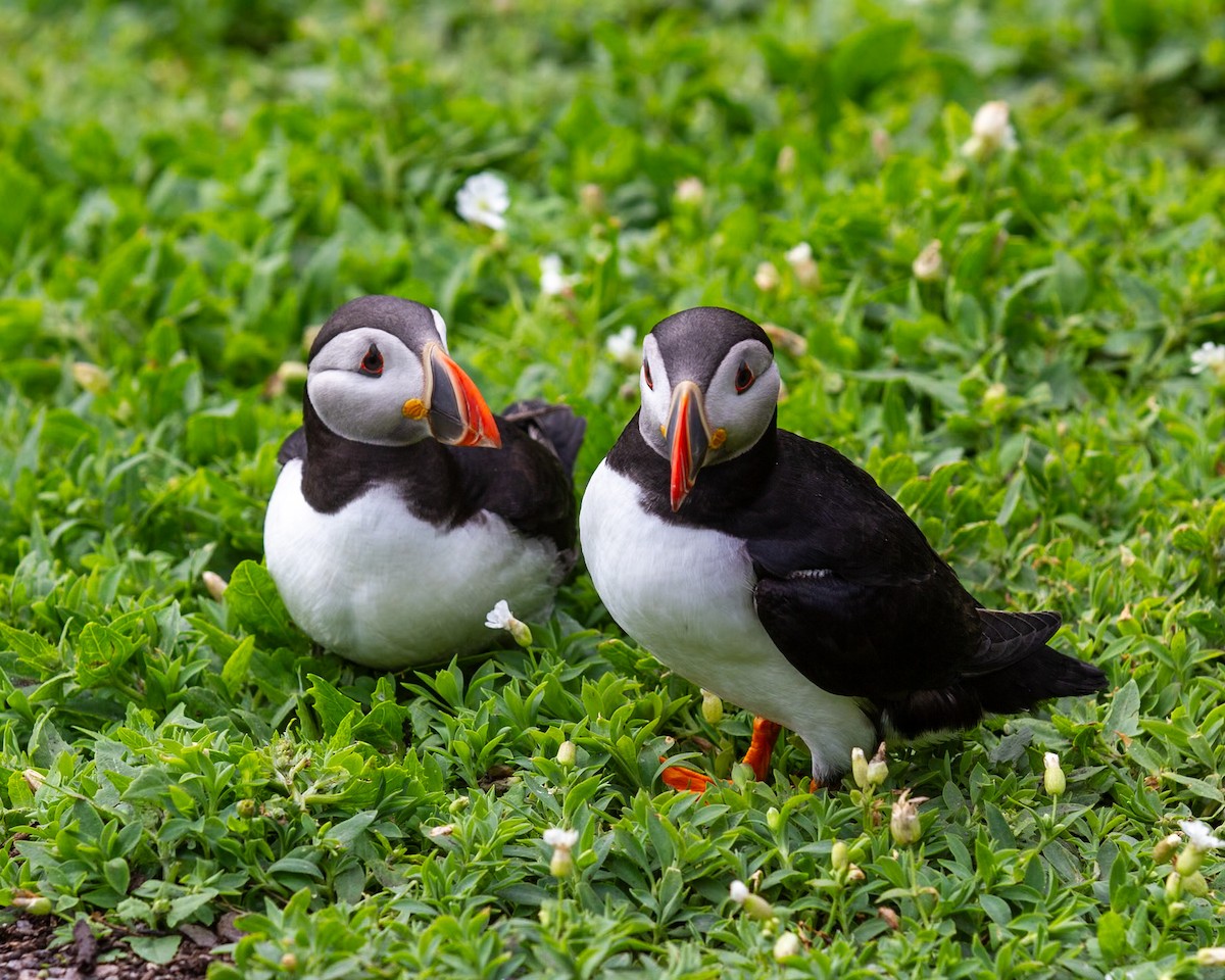 Atlantic Puffin - ML642254189