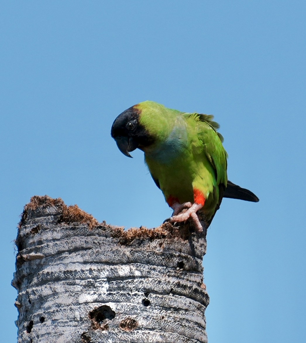 クロガミインコ - ML642254195
