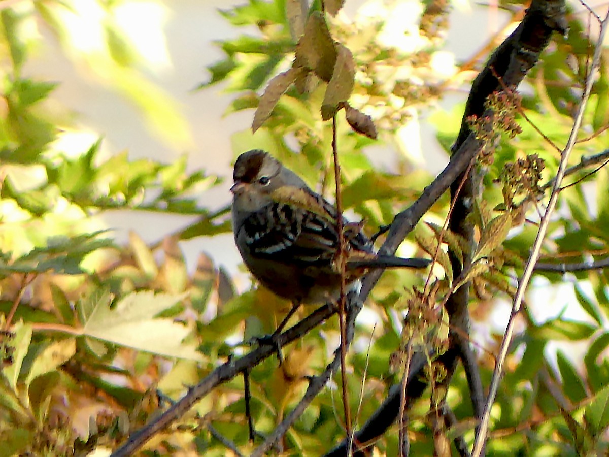 White-crowned Sparrow - ML642254200