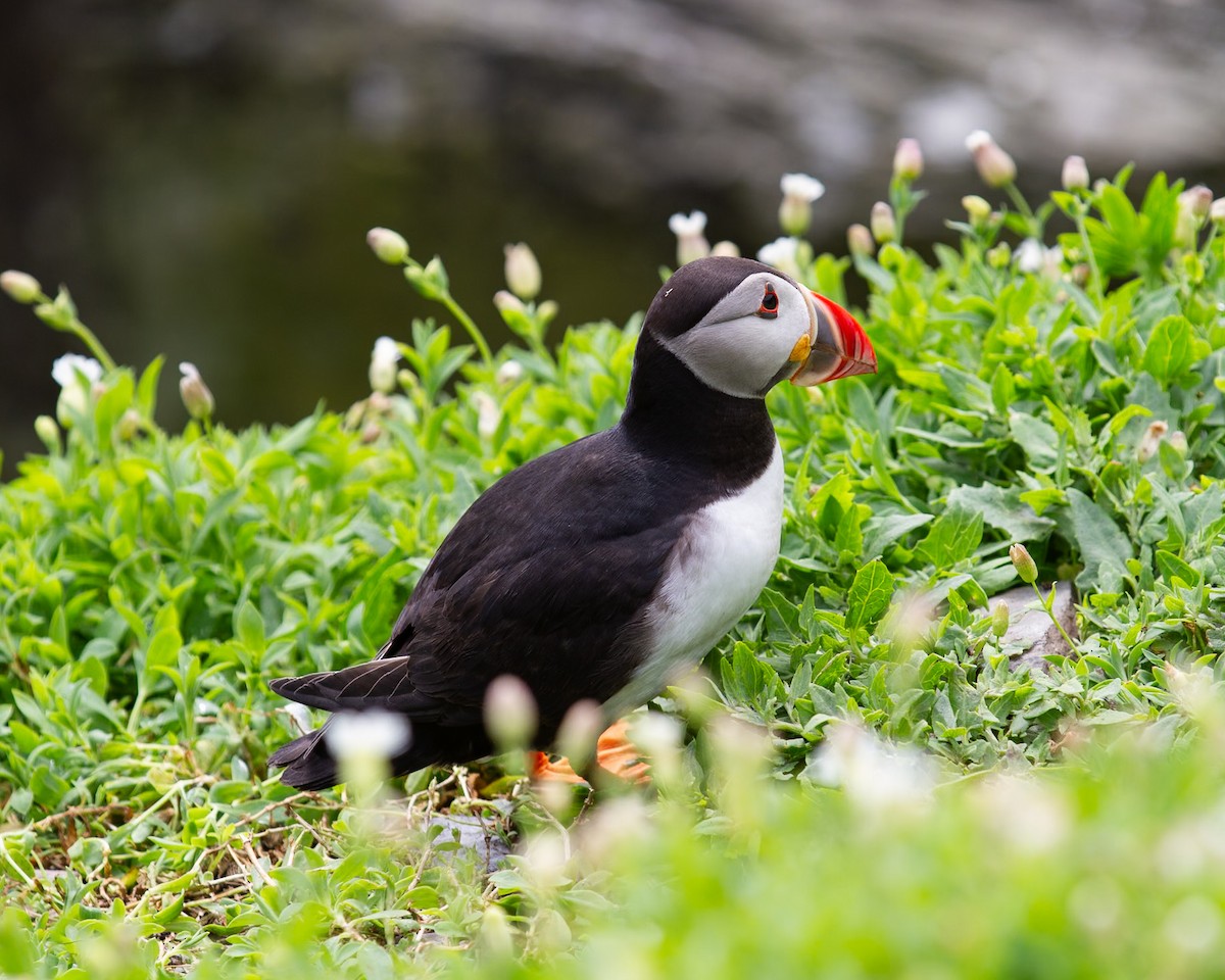 Atlantic Puffin - ML642254201