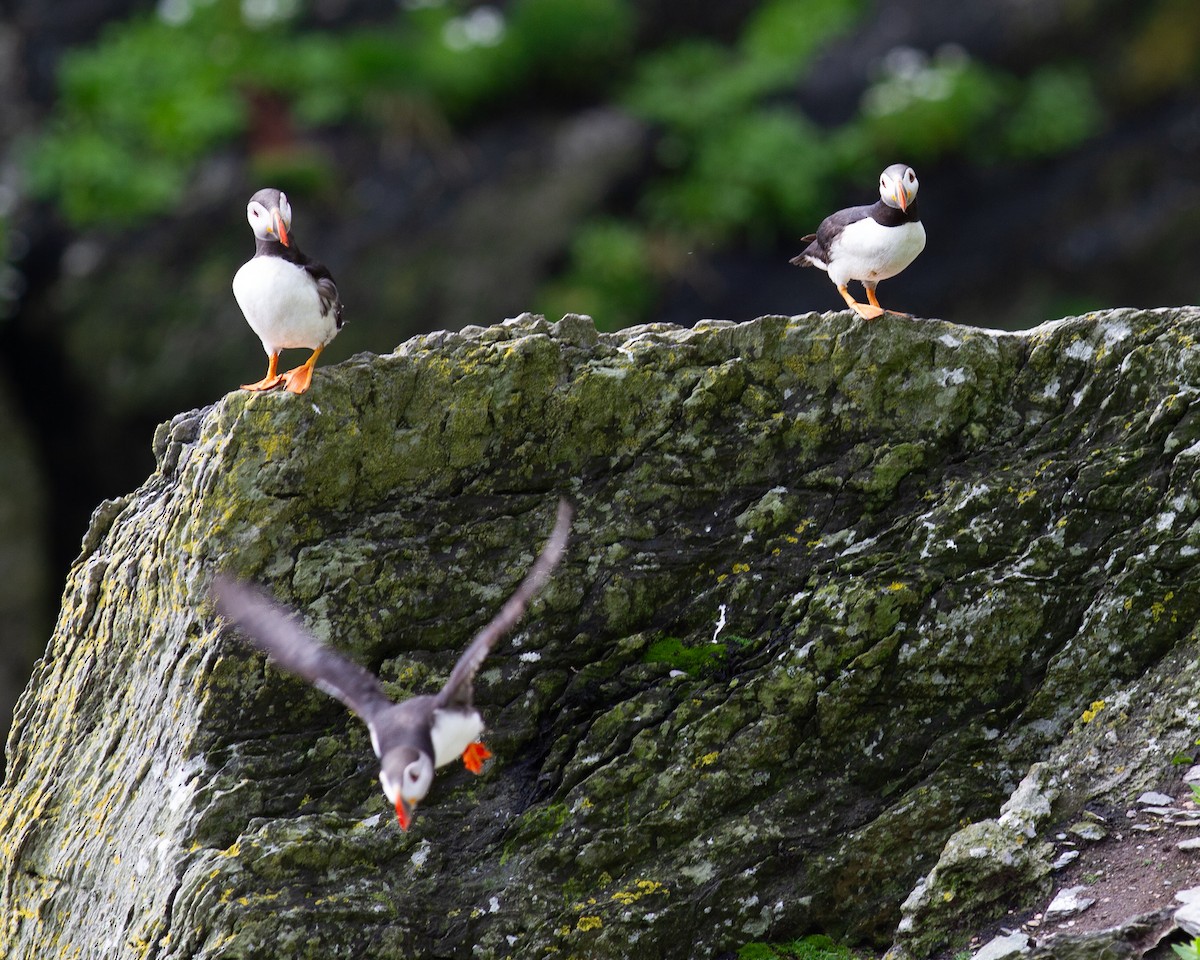 Atlantic Puffin - ML642254204