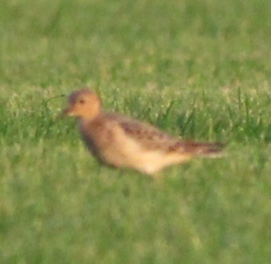 Buff-breasted Sandpiper - ML642254233