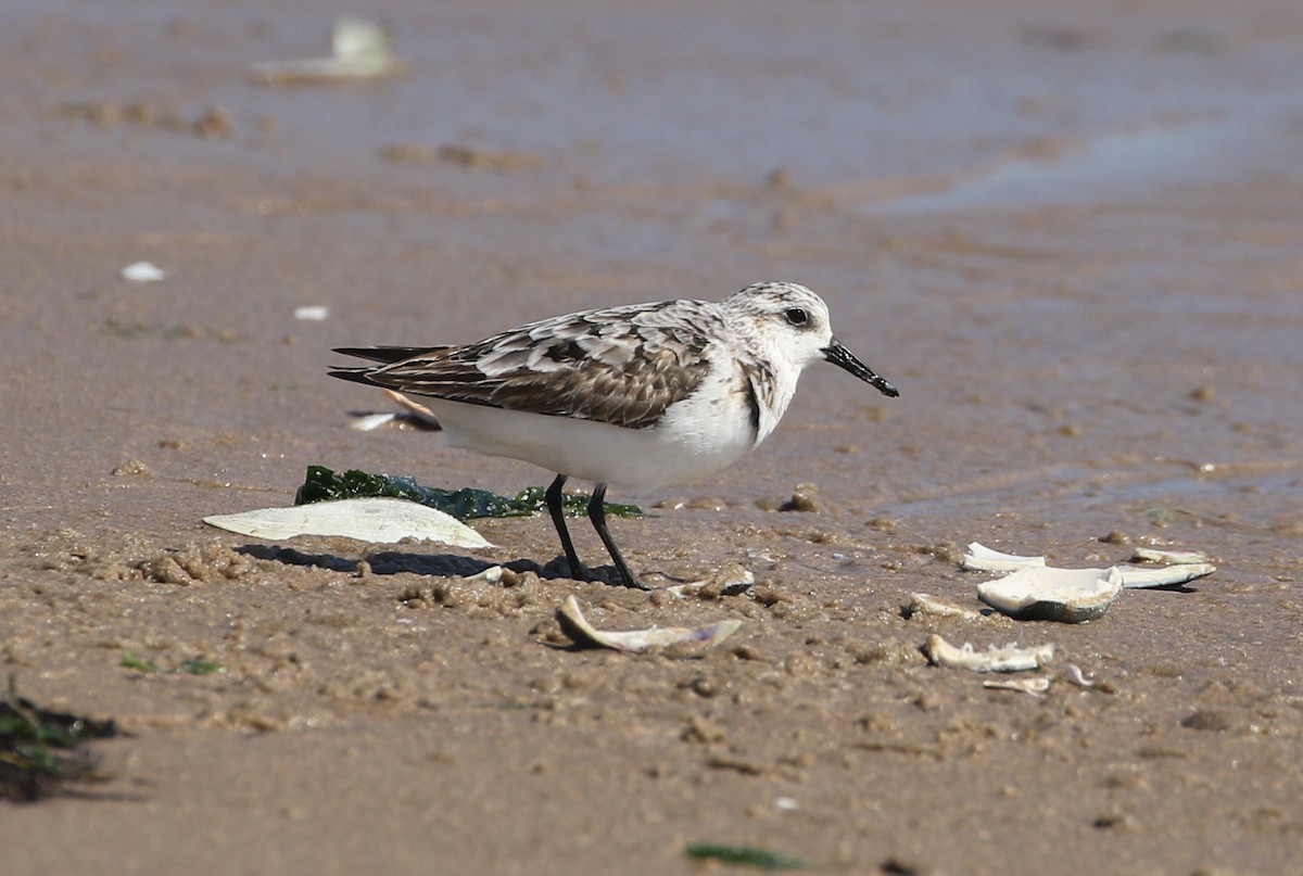 Sanderling - ML642254250