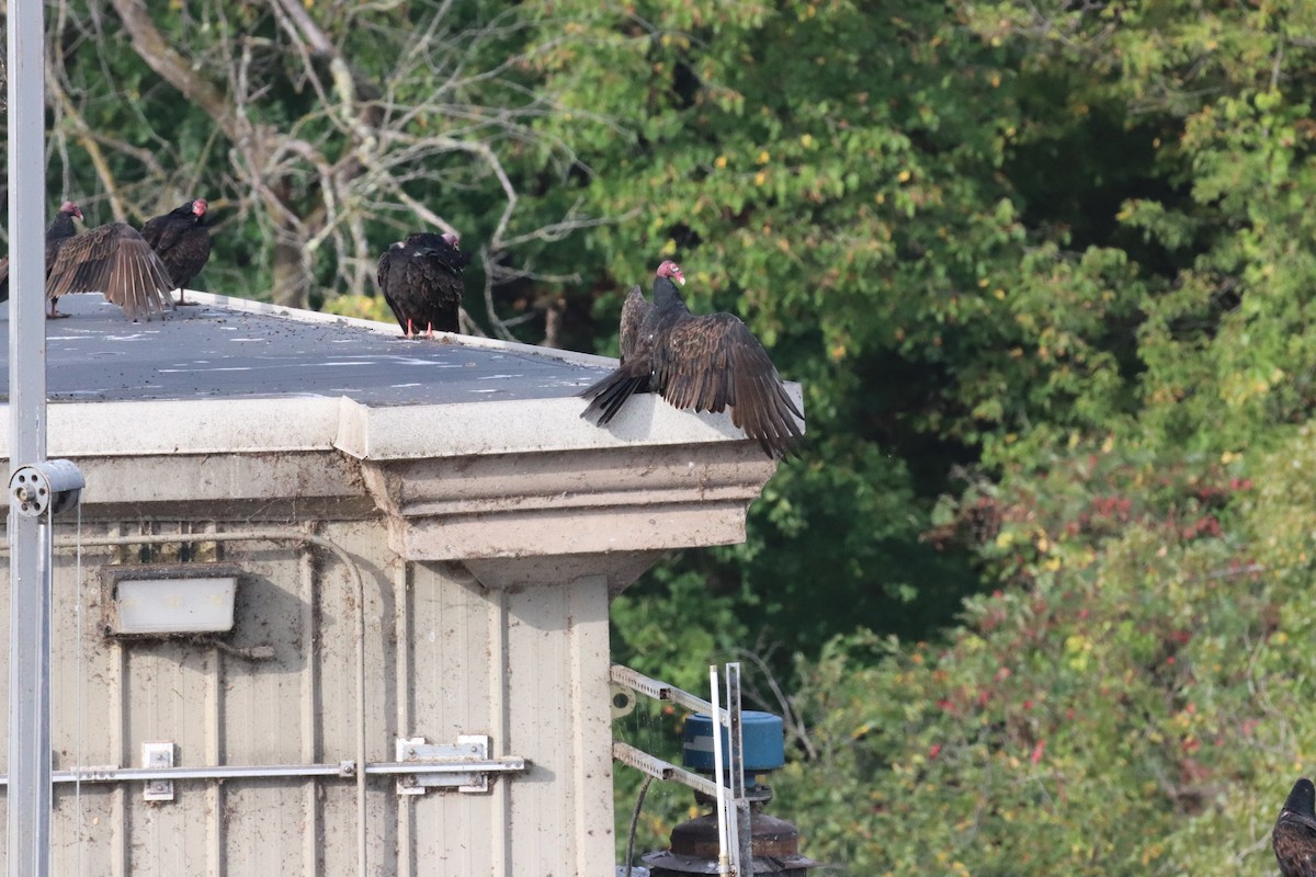 Turkey Vulture - ML642254267
