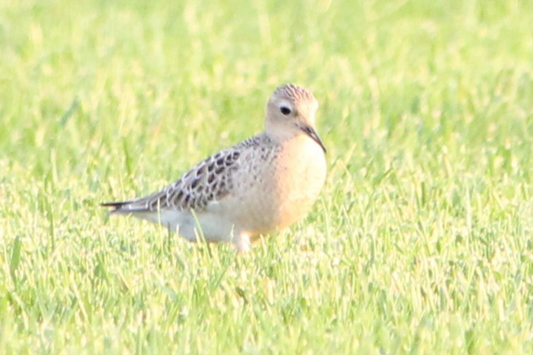 Buff-breasted Sandpiper - ML642254271
