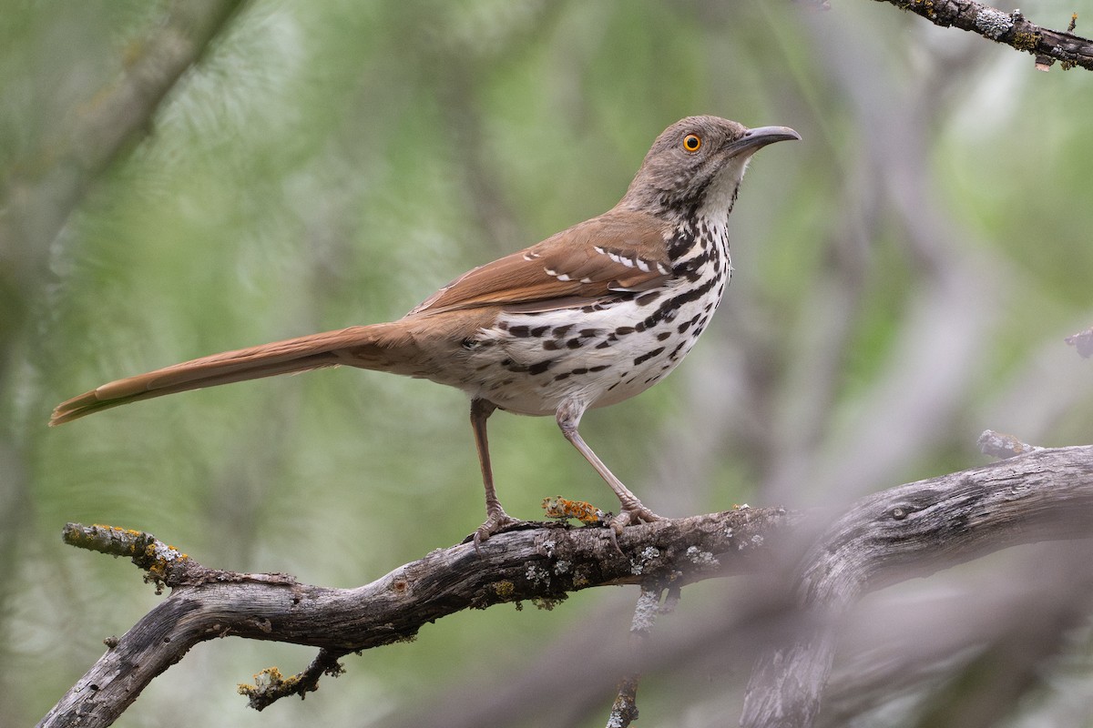 Long-billed Thrasher - ML642254276