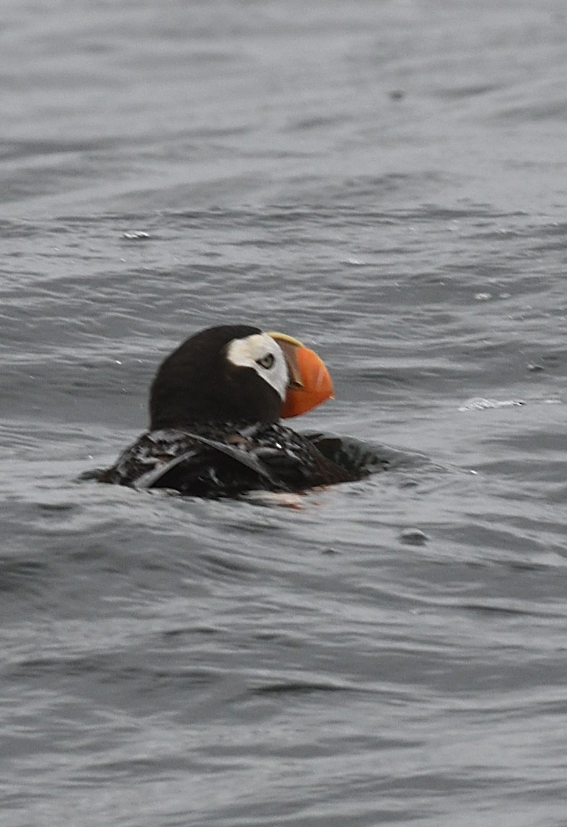 Tufted Puffin - ML642254278