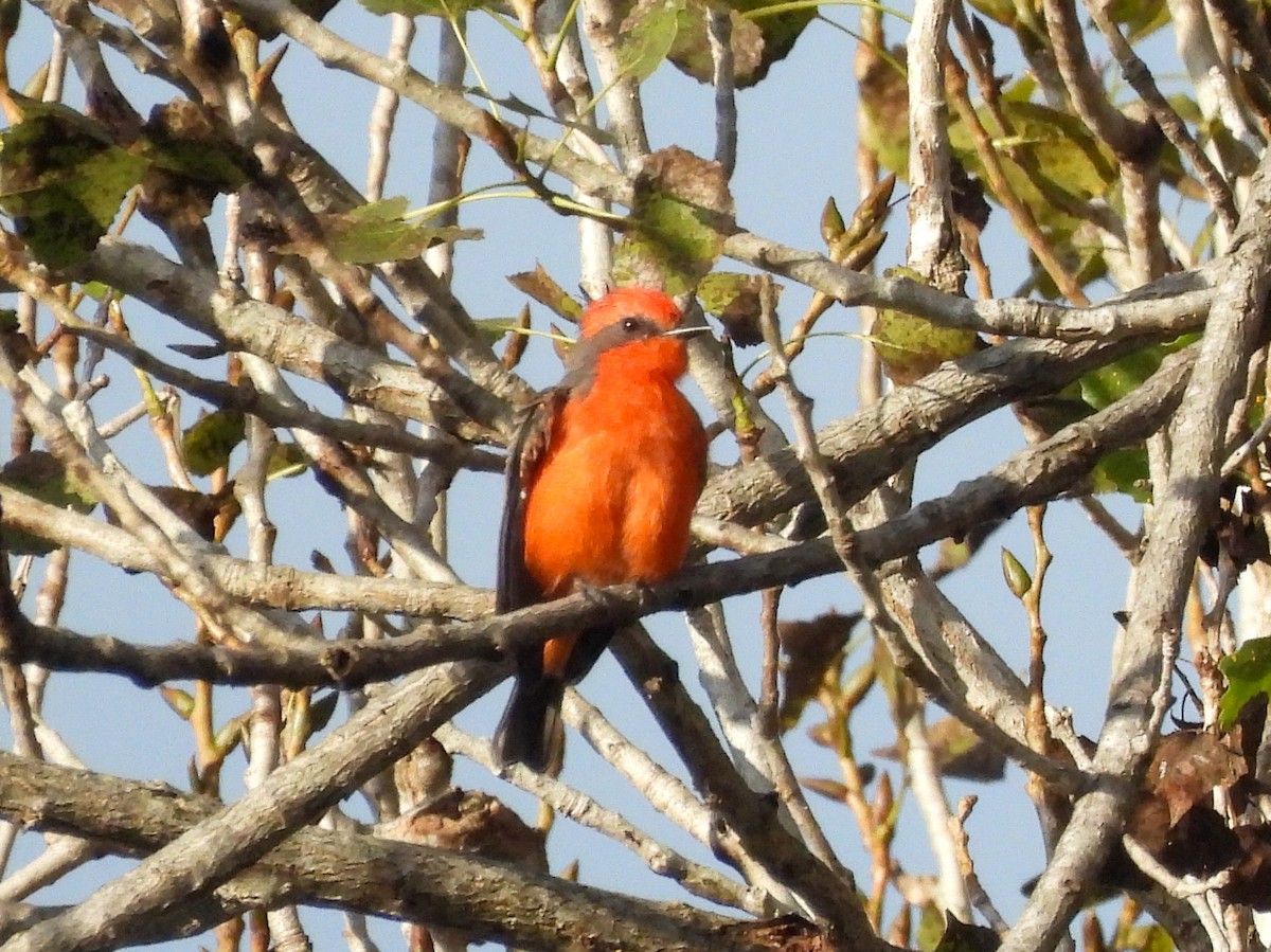 Vermilion Flycatcher - ML642254280