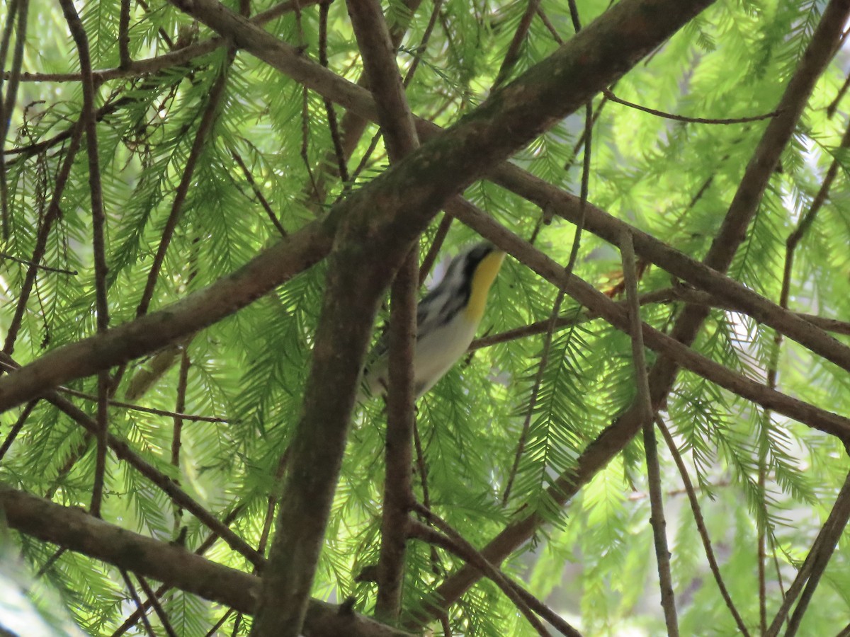 Yellow-throated Warbler - ML642254281