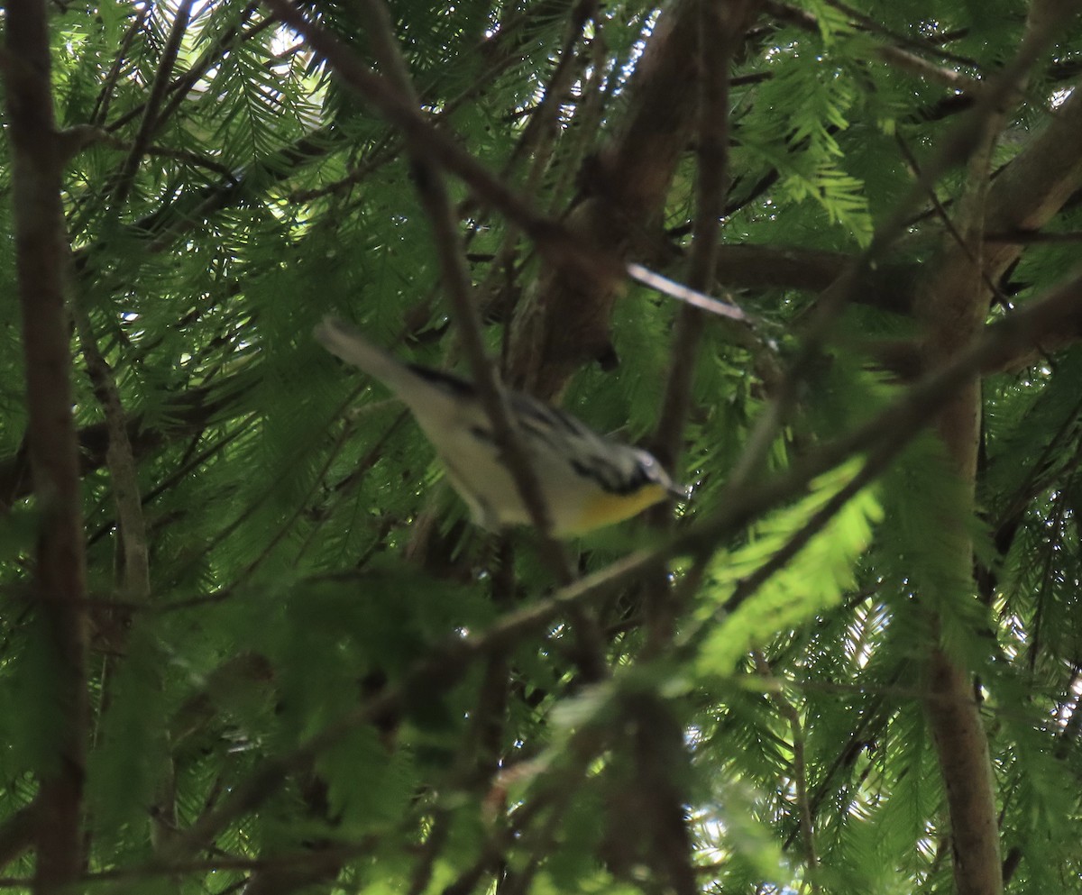 Yellow-throated Warbler - ML642254282