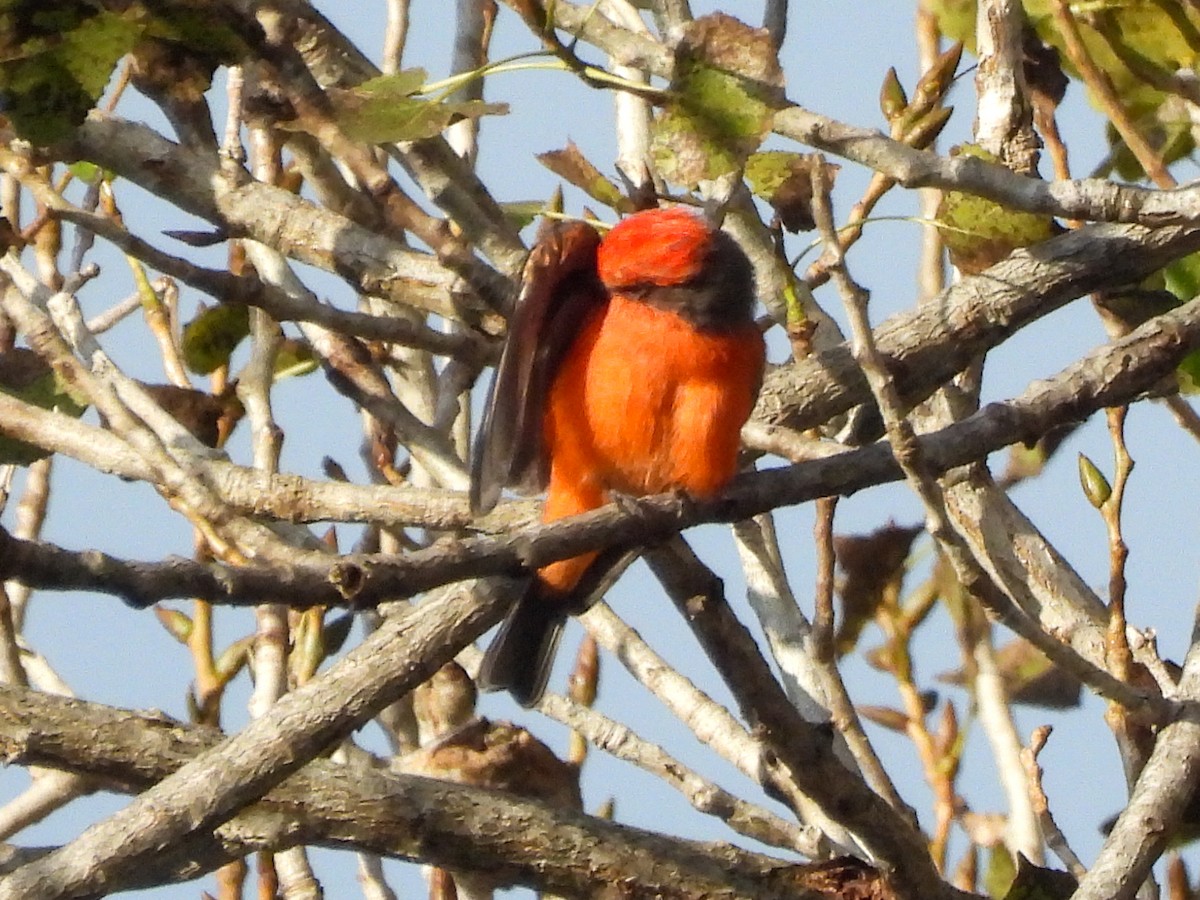 Vermilion Flycatcher - ML642254283