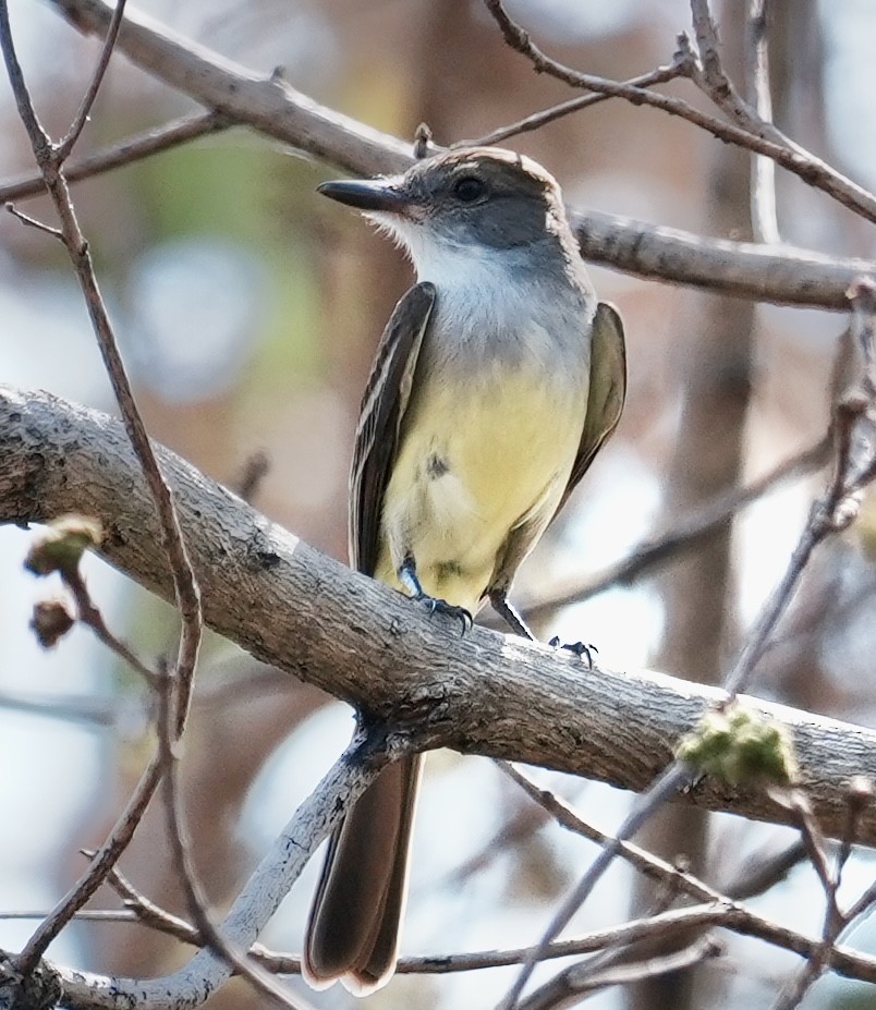 Brown-crested Flycatcher - ML642254284