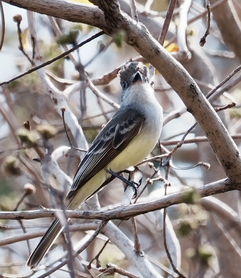 Brown-crested Flycatcher - ML642254285